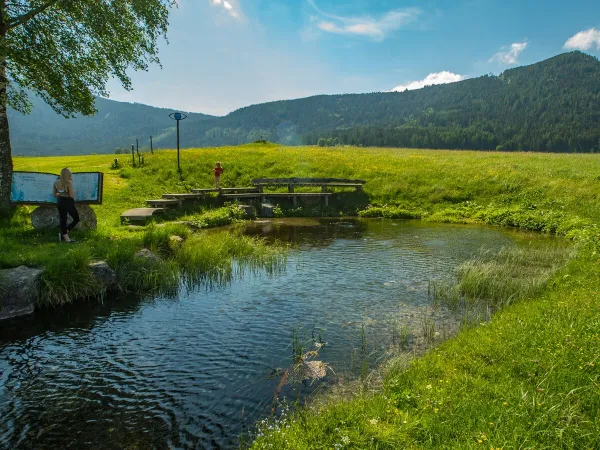 Grüne Umgebung auf dem Roan Camping Bella Austria.