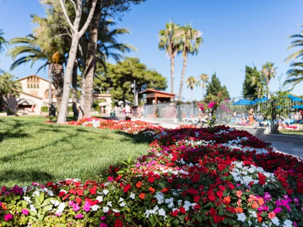 Farbenfrohe Blumen auf dem Roan-Campingplatz Vilanova Park.