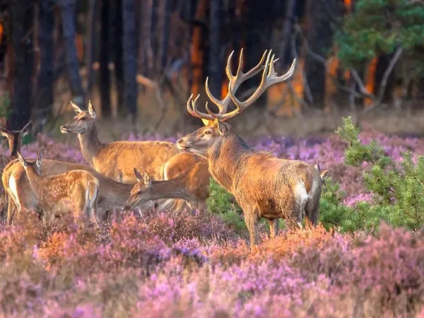 Wildbeobachtung in der Veluwe auf dem Roan Camping Ackersate.