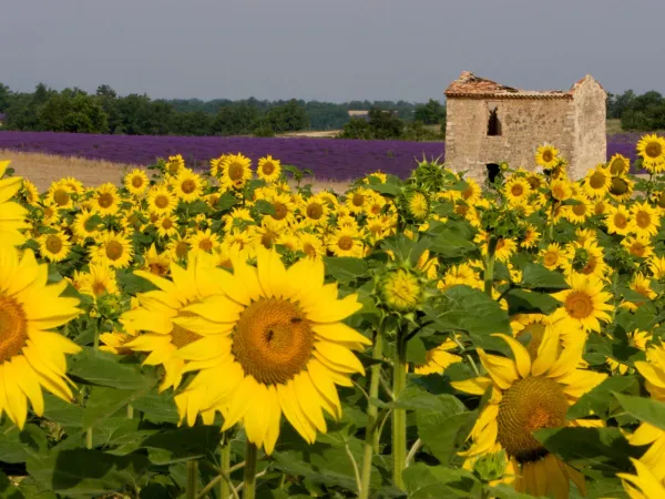 Stimmungsbild aus der Provence.